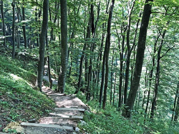 Szlak Liczy Lub Poucna Grofova Staza Papuk Nature Park Chorwacja — Zdjęcie stockowe