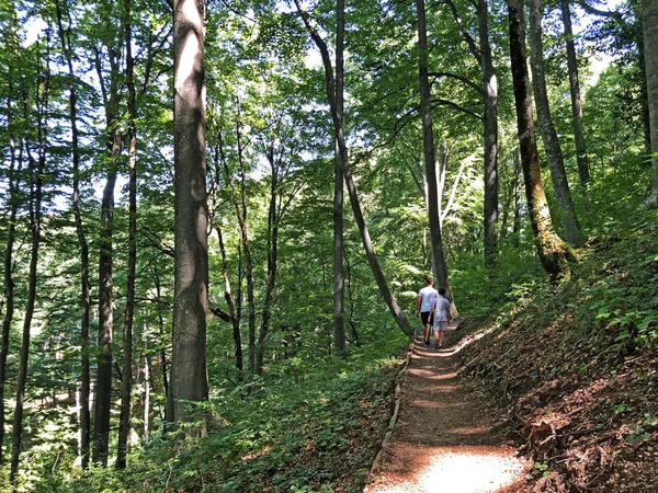 Szlak Liczy Lub Poucna Grofova Staza Papuk Nature Park Chorwacja — Zdjęcie stockowe