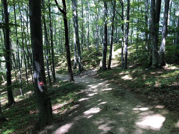 Spočítá Stezku Nebo Poucna Grofova Staza Papuk Přírodní Park Chorvatsko — Stock fotografie