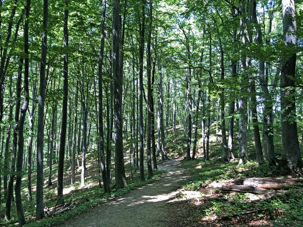 Grófok Nyomvonal Vagy Poucna Grofova Staza Papuk Nature Park Horvátország — Stock Fotó