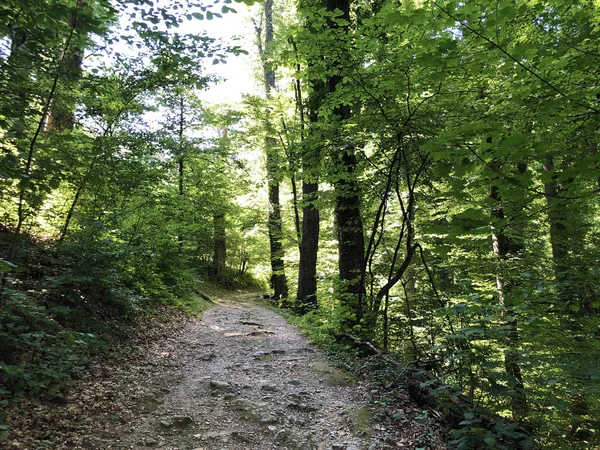 Szlak Liczy Lub Poucna Grofova Staza Papuk Nature Park Chorwacja — Zdjęcie stockowe