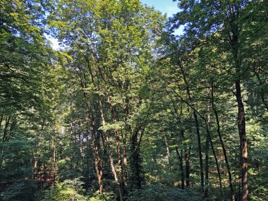 Park orman Jankovac veya Park suma Jankovac - Papuk doğa parkı, Hırvatistan