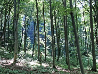 Park orman Jankovac veya Park suma Jankovac - Papuk doğa parkı, Hırvatistan