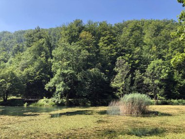 Bir Park orman Jankovac veya Umjetna jezera u Park sumi Jankovac yapay göller - Papuk doğa parkı, Hırvatistan