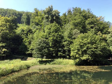 Bir Park orman Jankovac veya Umjetna jezera u Park sumi Jankovac yapay göller - Papuk doğa parkı, Hırvatistan