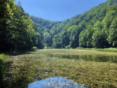 Bir Park orman Jankovac veya Umjetna jezera u Park sumi Jankovac yapay göller - Papuk doğa parkı, Hırvatistan