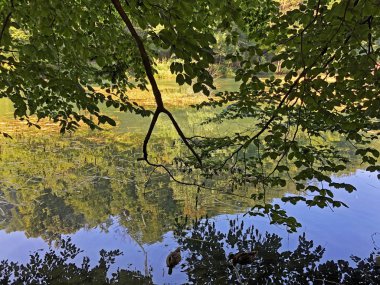 Bir Park orman Jankovac veya Umjetna jezera u Park sumi Jankovac yapay göller - Papuk doğa parkı, Hırvatistan