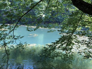 Bir Park orman Jankovac veya Umjetna jezera u Park sumi Jankovac yapay göller - Papuk doğa parkı, Hırvatistan