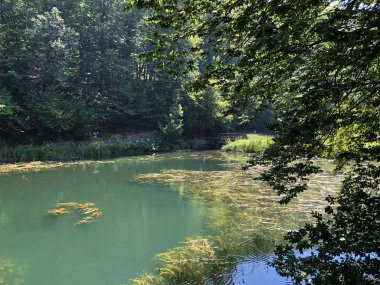 Bir Park orman Jankovac veya Umjetna jezera u Park sumi Jankovac yapay göller - Papuk doğa parkı, Hırvatistan