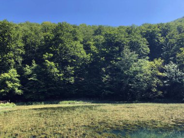 Bir Park orman Jankovac veya Umjetna jezera u Park sumi Jankovac yapay göller - Papuk doğa parkı, Hırvatistan