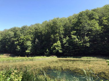 Bir Park orman Jankovac veya Umjetna jezera u Park sumi Jankovac yapay göller - Papuk doğa parkı, Hırvatistan