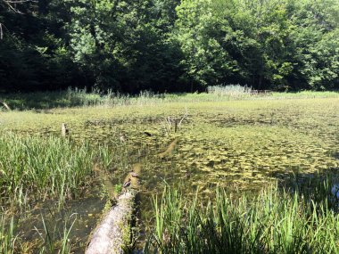 Bir Park orman Jankovac veya Umjetna jezera u Park sumi Jankovac yapay göller - Papuk doğa parkı, Hırvatistan