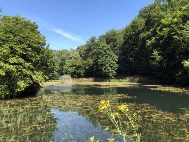 Bir Park orman Jankovac veya Umjetna jezera u Park sumi Jankovac yapay göller - Papuk doğa parkı, Hırvatistan