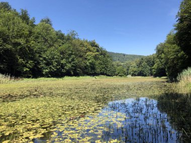 Bir Park orman Jankovac veya Umjetna jezera u Park sumi Jankovac yapay göller - Papuk doğa parkı, Hırvatistan