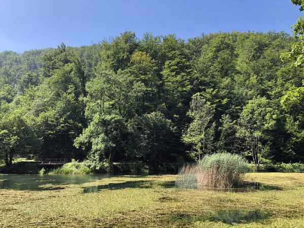 Bir Park orman Jankovac veya Umjetna jezera u Park sumi Jankovac yapay göller - Papuk doğa parkı, Hırvatistan