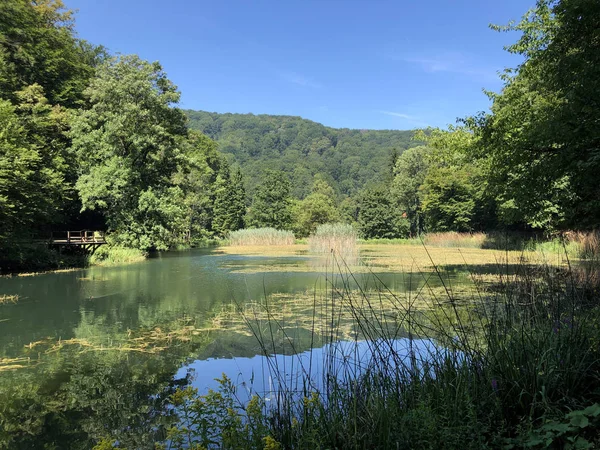 Lagos Artificiais Uma Floresta Parque Jankovac Umjetna Jezera Parque Sumi — Fotografia de Stock