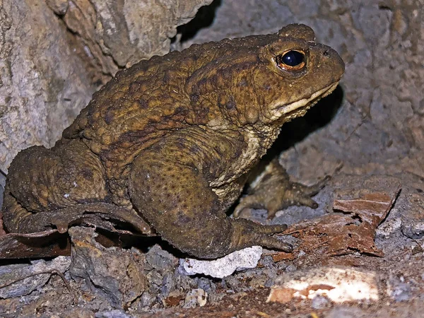 Sapo Uma Caverna Maksims Uma Floresta Parque Jankovac Zaba Krastaca — Fotografia de Stock