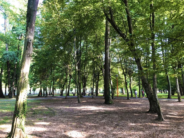 温泉花园朱利耶斯公园或列西利什尼佩里沃伊朱利耶夫公园 达鲁瓦尔 克罗地亚 — 图库照片