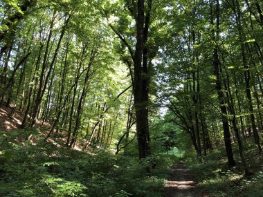 Gezi sitesi Ljeskovac veya Slavonska suma kod ribnjaka i izletista Ljeskove vode, Kordusevci - Slavonski Brod, Hırvatistan