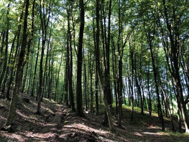 Gezi sitesi Ljeskovac veya Slavonska suma kod ribnjaka i izletista Ljeskove vode, Kordusevci - Slavonski Brod, Hırvatistan