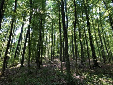 Gezi sitesi Ljeskovac veya Slavonska suma kod ribnjaka i izletista Ljeskove vode, Kordusevci - Slavonski Brod, Hırvatistan