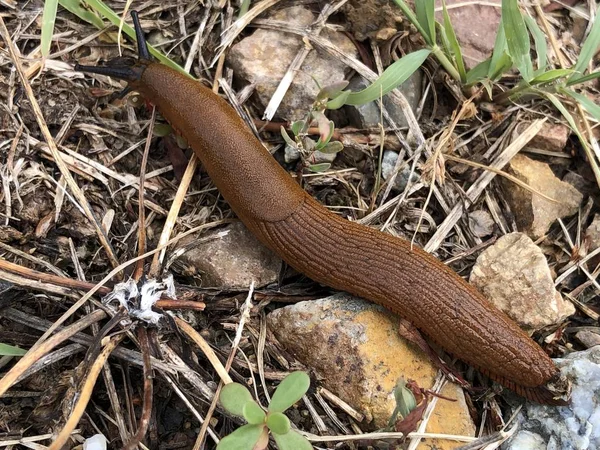 Arion Vulgaris Spanyol Sümüklüböcek Die Spanische Wegschnecke Veya Spanjoski Puz — Stok fotoğraf