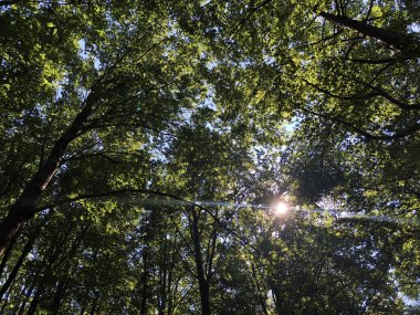 Orman parkı Jankovac veya Park suma Jankovac - Papuk doğa parkı, Hırvatistan