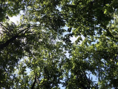 Orman parkı Jankovac veya Park suma Jankovac - Papuk doğa parkı, Hırvatistan