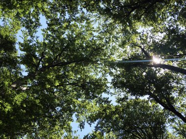 Orman parkı Jankovac veya Park suma Jankovac - Papuk doğa parkı, Hırvatistan