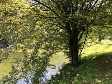 Bir Orman parkı Jankovac veya Umjetna jezera u Park sumi Jankovac yapay göller - Papuk doğa parkı, Hırvatistan