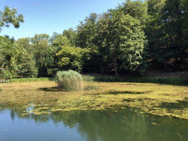 Bir Orman parkı Jankovac veya Umjetna jezera u Park sumi Jankovac yapay göller - Papuk doğa parkı, Hırvatistan