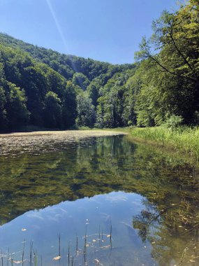 Bir Orman parkı Jankovac veya Umjetna jezera u Park sumi Jankovac yapay göller - Papuk doğa parkı, Hırvatistan