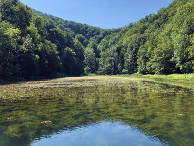 Bir Orman parkı Jankovac veya Umjetna jezera u Park sumi Jankovac yapay göller - Papuk doğa parkı, Hırvatistan
