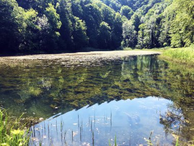 Bir Orman parkı Jankovac veya Umjetna jezera u Park sumi Jankovac yapay göller - Papuk doğa parkı, Hırvatistan