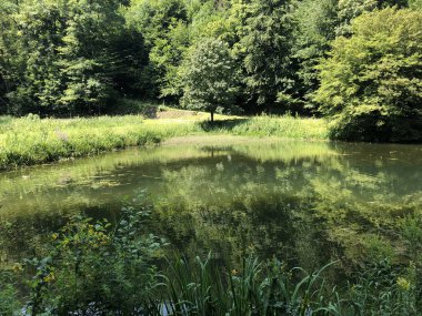 Bir Orman parkı Jankovac veya Umjetna jezera u Park sumi Jankovac yapay göller - Papuk doğa parkı, Hırvatistan