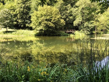 Bir Orman parkı Jankovac veya Umjetna jezera u Park sumi Jankovac yapay göller - Papuk doğa parkı, Hırvatistan