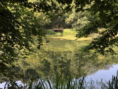 Bir Orman parkı Jankovac veya Umjetna jezera u Park sumi Jankovac yapay göller - Papuk doğa parkı, Hırvatistan