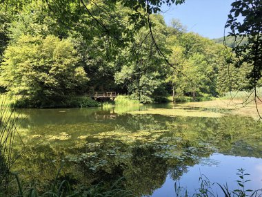 Bir Orman parkı Jankovac veya Umjetna jezera u Park sumi Jankovac yapay göller - Papuk doğa parkı, Hırvatistan