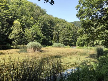 Bir Orman parkı Jankovac veya Umjetna jezera u Park sumi Jankovac yapay göller - Papuk doğa parkı, Hırvatistan
