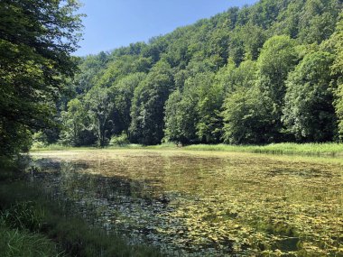 Bir Orman parkı Jankovac veya Umjetna jezera u Park sumi Jankovac yapay göller - Papuk doğa parkı, Hırvatistan
