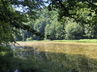 Bir Orman parkı Jankovac veya Umjetna jezera u Park sumi Jankovac yapay göller - Papuk doğa parkı, Hırvatistan