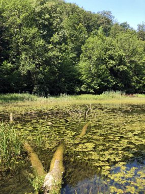 Bir Orman parkı Jankovac veya Umjetna jezera u Park sumi Jankovac yapay göller - Papuk doğa parkı, Hırvatistan