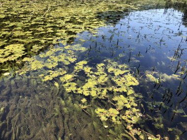 Bir Orman parkı Jankovac veya Umjetna jezera u Park sumi Jankovac yapay göller - Papuk doğa parkı, Hırvatistan