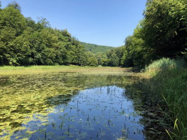 Bir Orman parkı Jankovac veya Umjetna jezera u Park sumi Jankovac yapay göller - Papuk doğa parkı, Hırvatistan