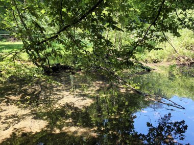 Bir Orman parkı Jankovac veya Umjetna jezera u Park sumi Jankovac yapay göller - Papuk doğa parkı, Hırvatistan