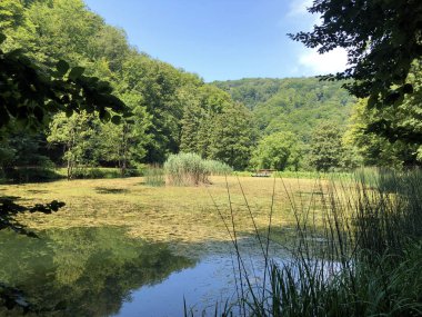 Bir Orman parkı Jankovac veya Umjetna jezera u Park sumi Jankovac yapay göller - Papuk doğa parkı, Hırvatistan