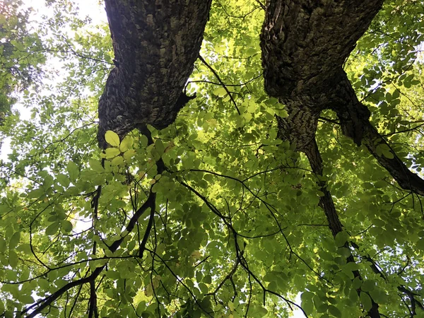 森林公園ヤンコヴァツまたはパークスマヤンコヴァツ パプク自然公園 クロアチア — ストック写真