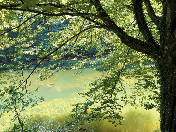 Sztuczne Jeziora Leśnym Parku Jankovac Lub Umjetna Jezera Park Sumi — Zdjęcie stockowe