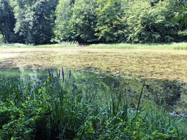 Künstliche Seen Waldpark Jankovac Oder Umjetna Jezera Park Sumi Jankovac — Stockfoto