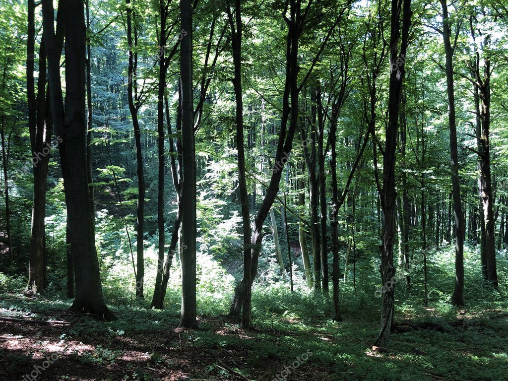MarioKrpan
